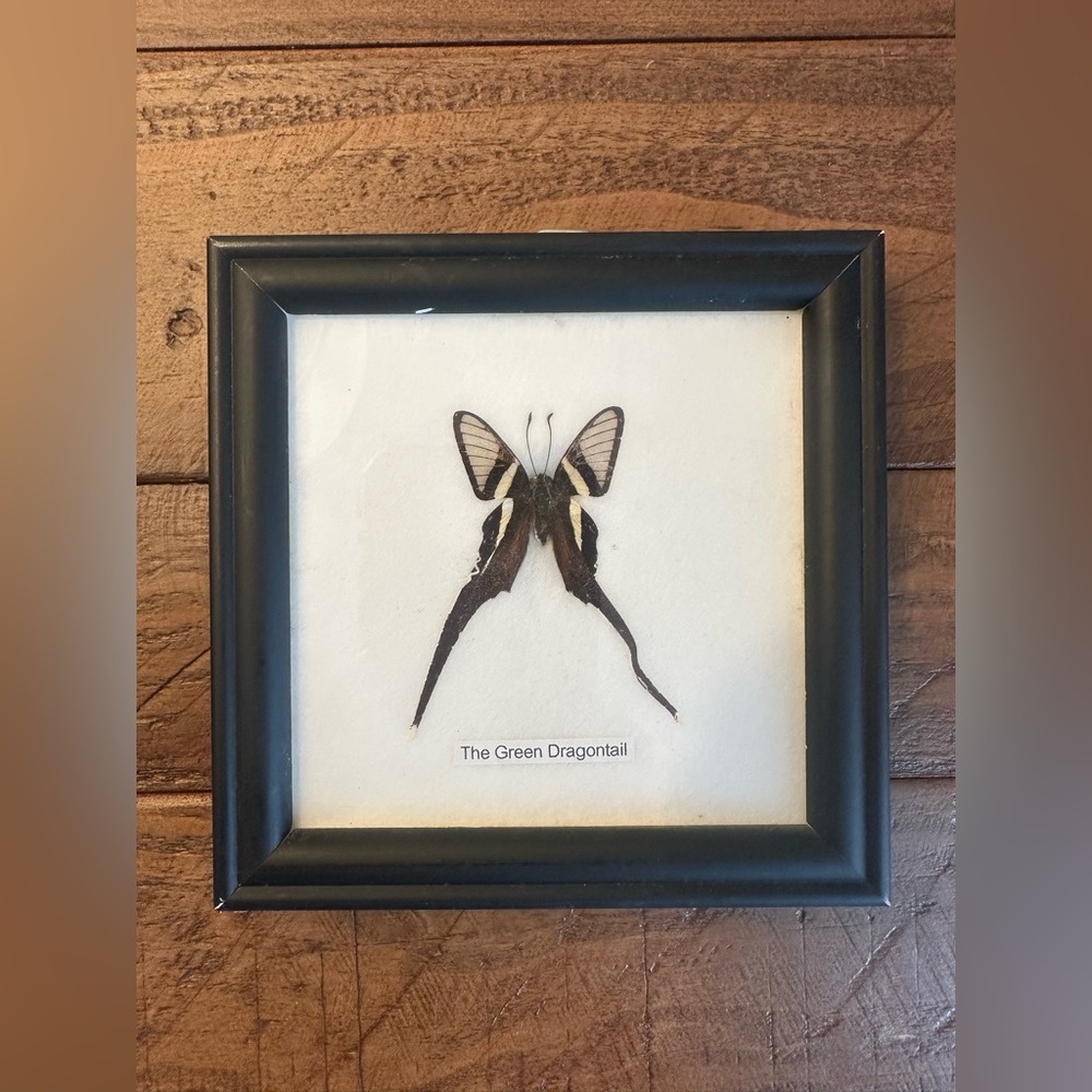 Framed Green Dragontail Butterfly Wall Art - Black Frame
